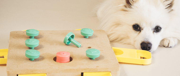 Jeux intelligents chien